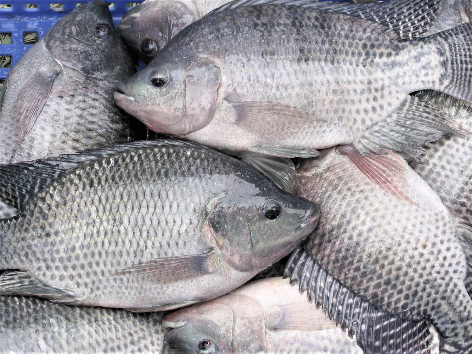 Aliment poisson d'eau douce : esturgeon, carpe, tilapia, catfish